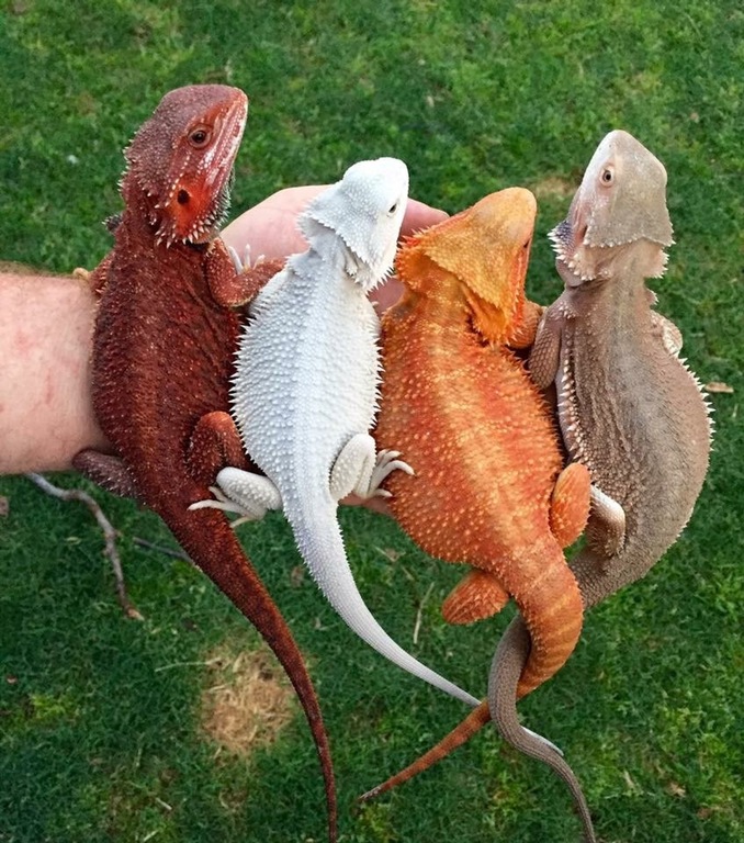 some bearded dragons