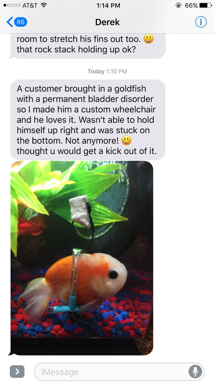 goldfish wheelchair