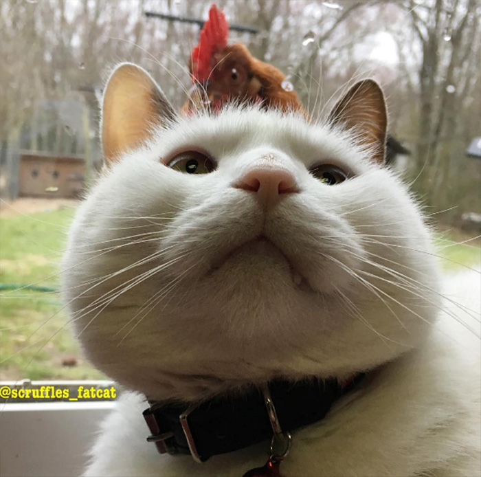 chickens love fat cat