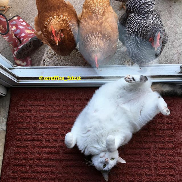 chickens love fat cat