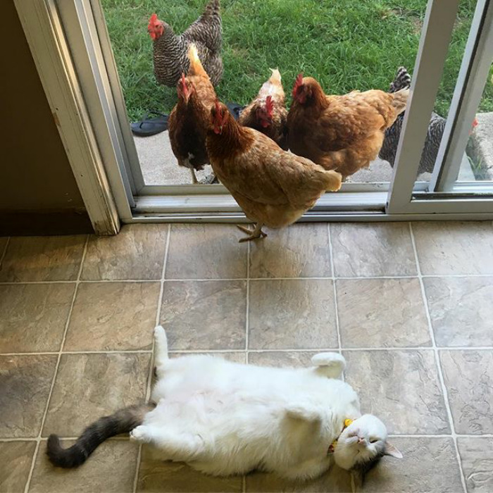 chickens love fat cat