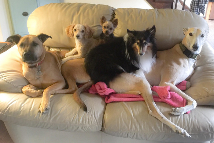 dog pack all different