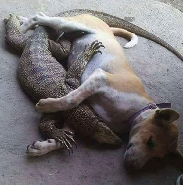 Live Life Like A Dog If You Can Eat It Live Life Like A Dog If You Can Eat It
