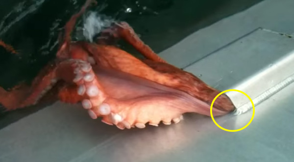 Watch This Octopus 'Houdini' Its Way Through The Tiniest Hole