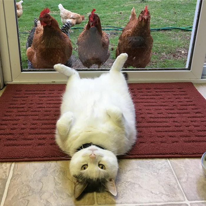 chickens love fat cat