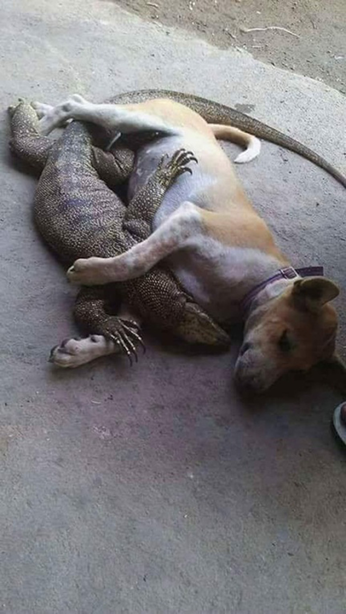 proof dogs can be friends with anything