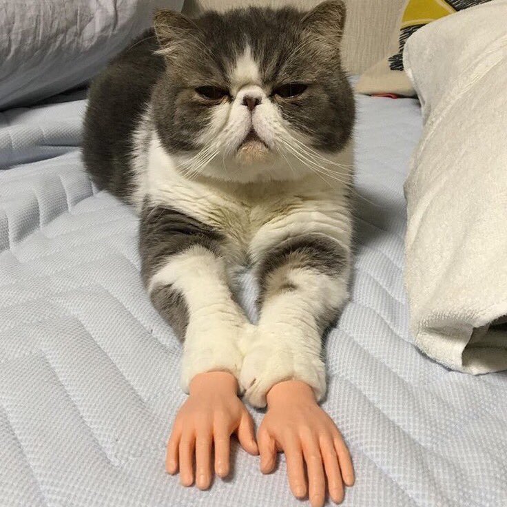 cat with doll hands