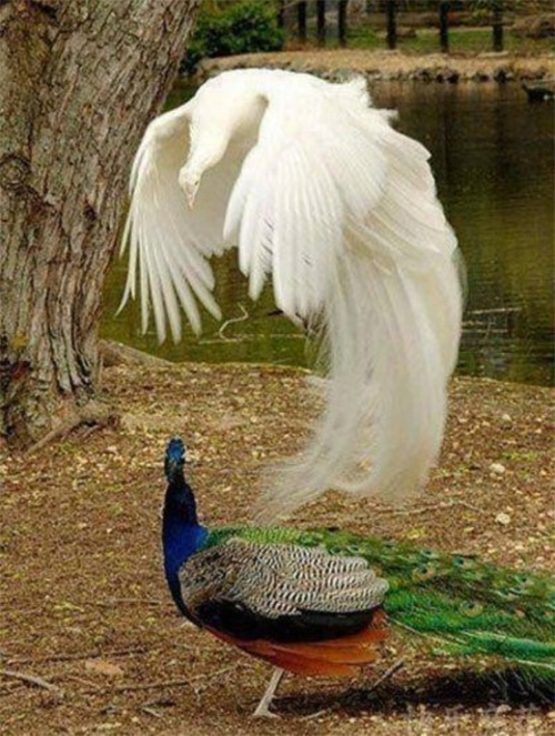 spirit leaving the body peacock