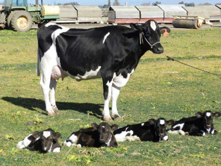 cow has quadruplets