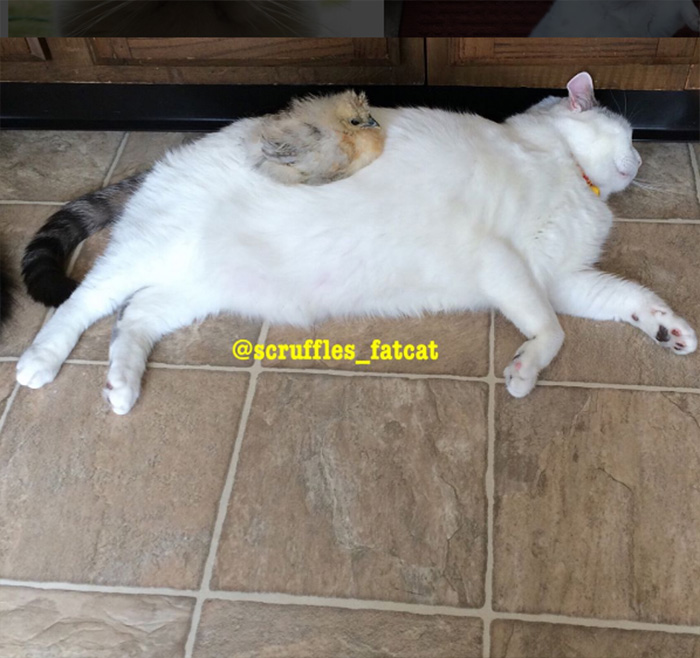 chickens love fat cat
