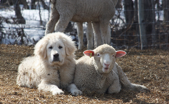 proof dogs can be friends with anything