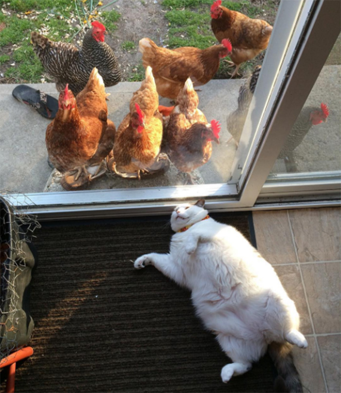 chickens love fat cat