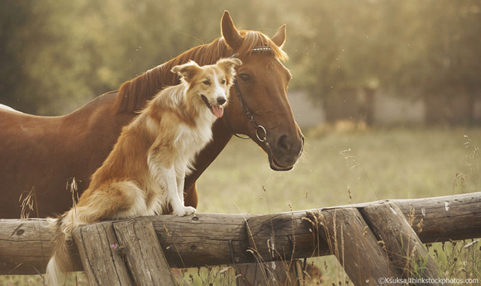 proof dogs can be friends with anything