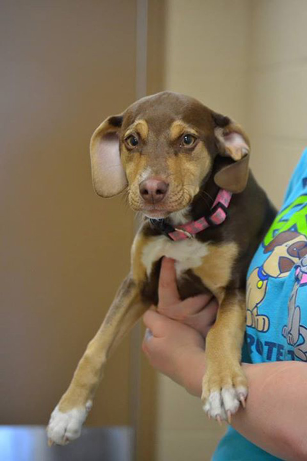 abused dog saves little girl