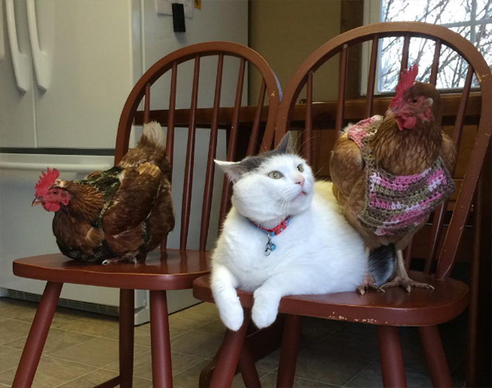 chickens love fat cat