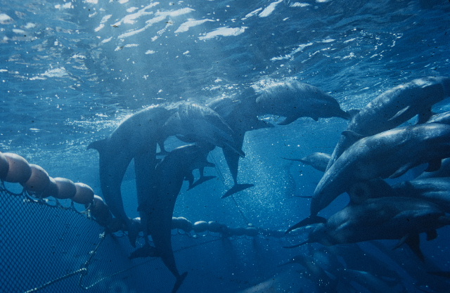 fisherman rescues dolphins in fishing net