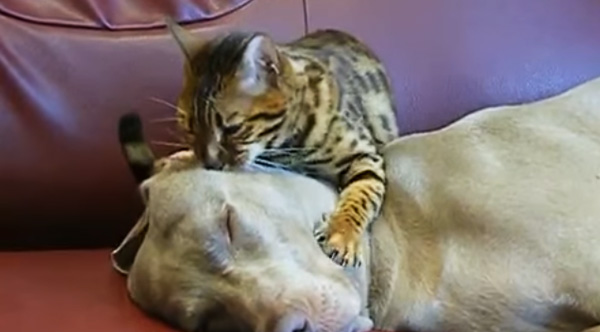dog hypnotize cat