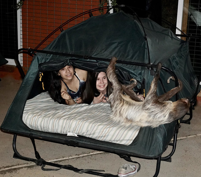 sloth sleepover