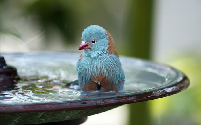 bird watching good for mental health