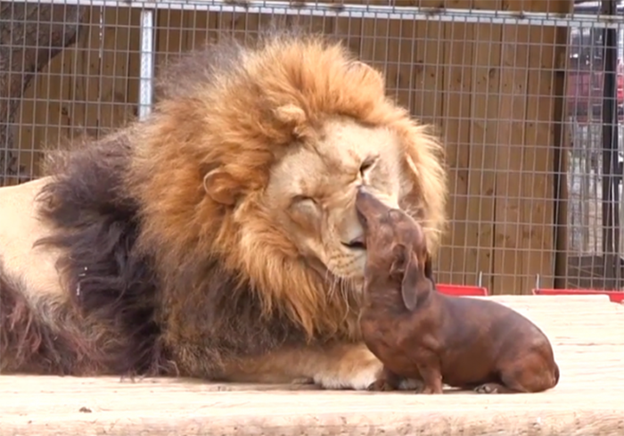 proof dogs can be friends with anything