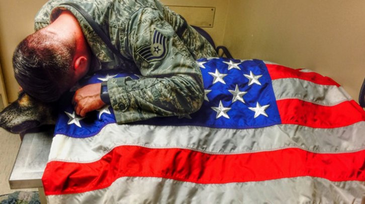 military dog draped in American flag