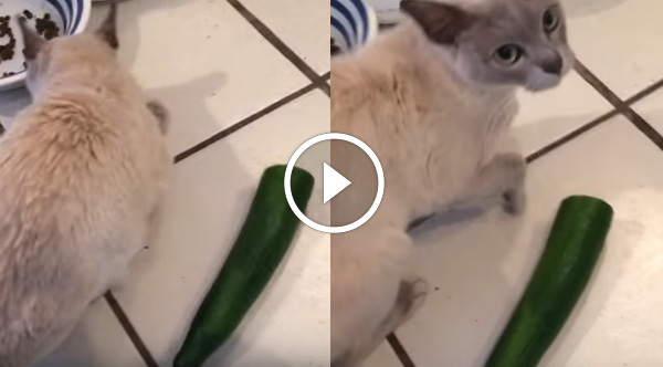cats are afraid of cucumbers false this cat is fearless