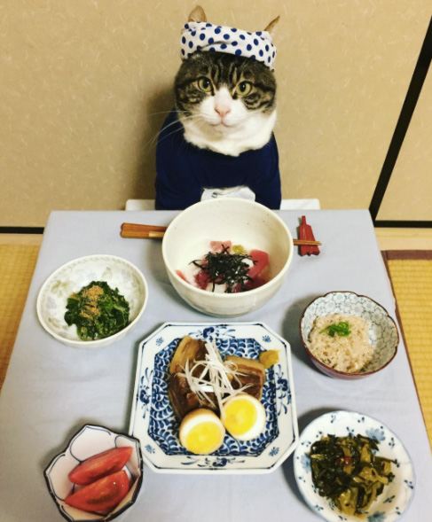 cat dresses up with mom for dinner every night Japan Maro