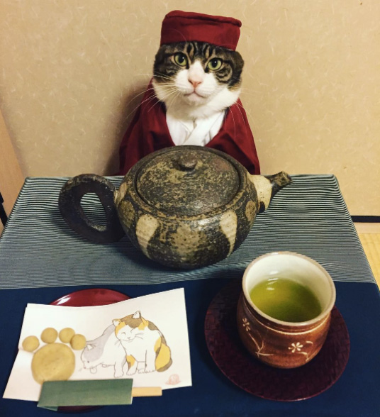 cat dresses up with mom for dinner every night Japan Maro