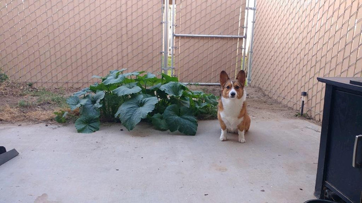 corgi eats seeds poops them out and they grow