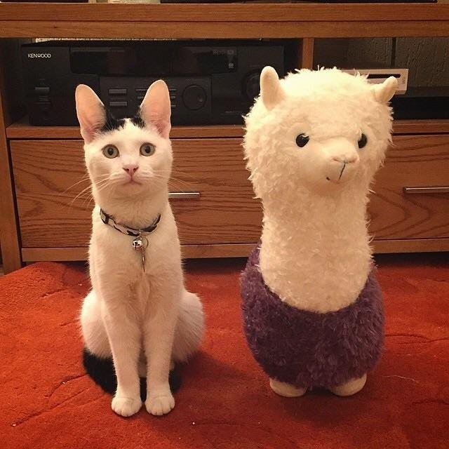 cat stuffed animal friend