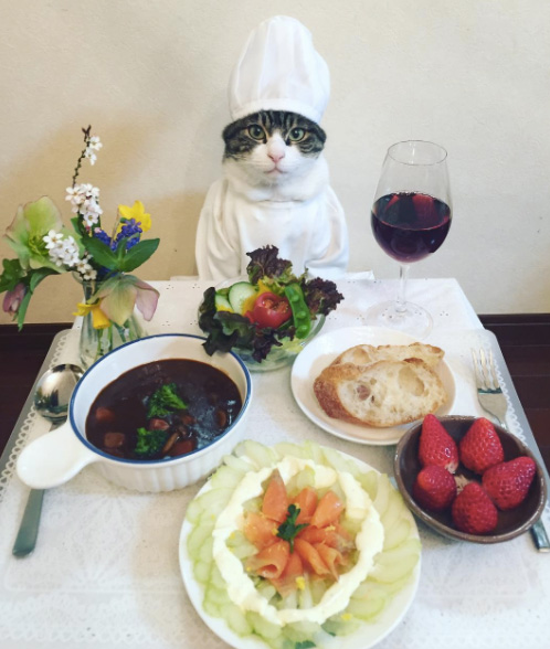 cat dresses up with mom for dinner every night Japan Maro