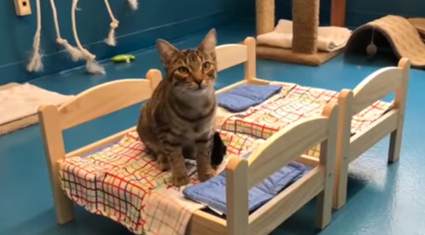ikea doll beds for cats