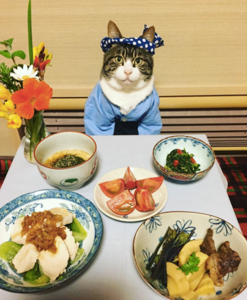 cat dresses up with mom for dinner every night Japan Maro