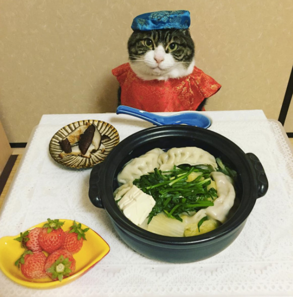 cat dresses up with mom for dinner every night Japan Maro