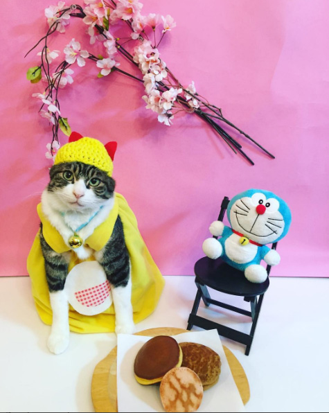 cat dresses up with mom for dinner every night Japan Maro