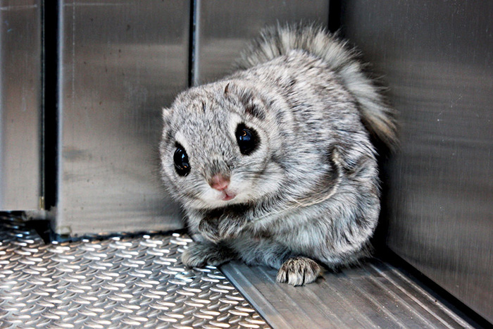 flying squirrel in elevator
