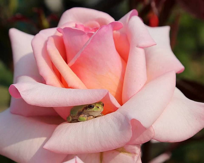 hide and seek champion frog flower