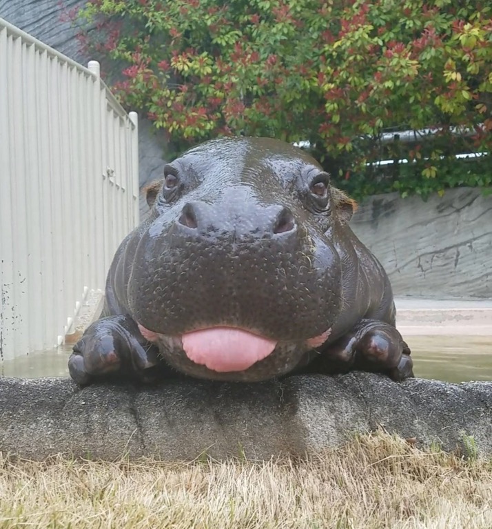 A baby hippo