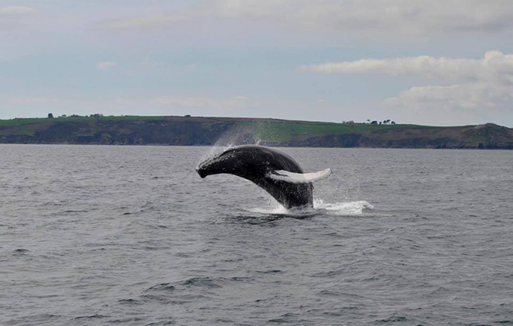 whale breaches 25 times after rescue