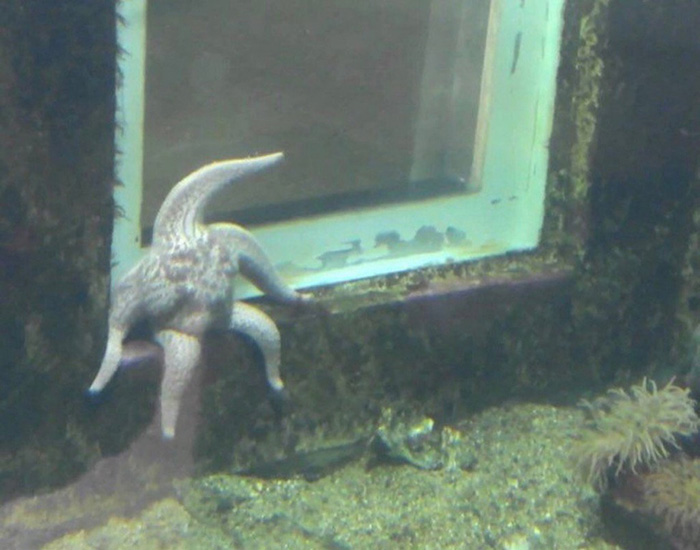 when you are a starfish but having problems