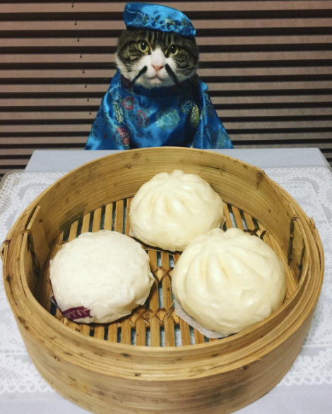 cat dresses up with mom for dinner every night Japan Maro