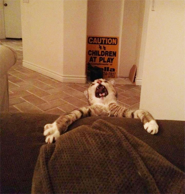 This Collection Of Overly Dramatic Cats Will Make Your Day