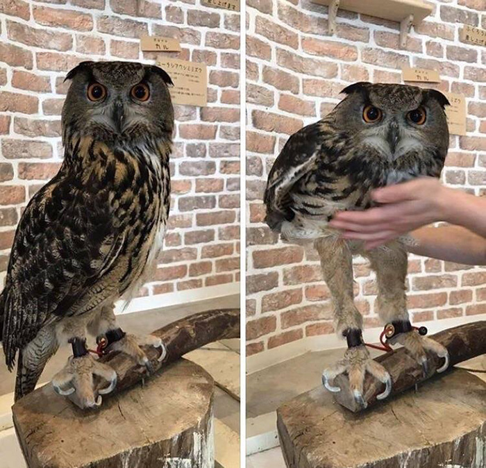 owl legs long