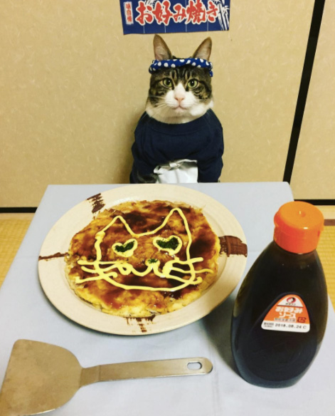 cat dresses up with mom for dinner every night Japan Maro