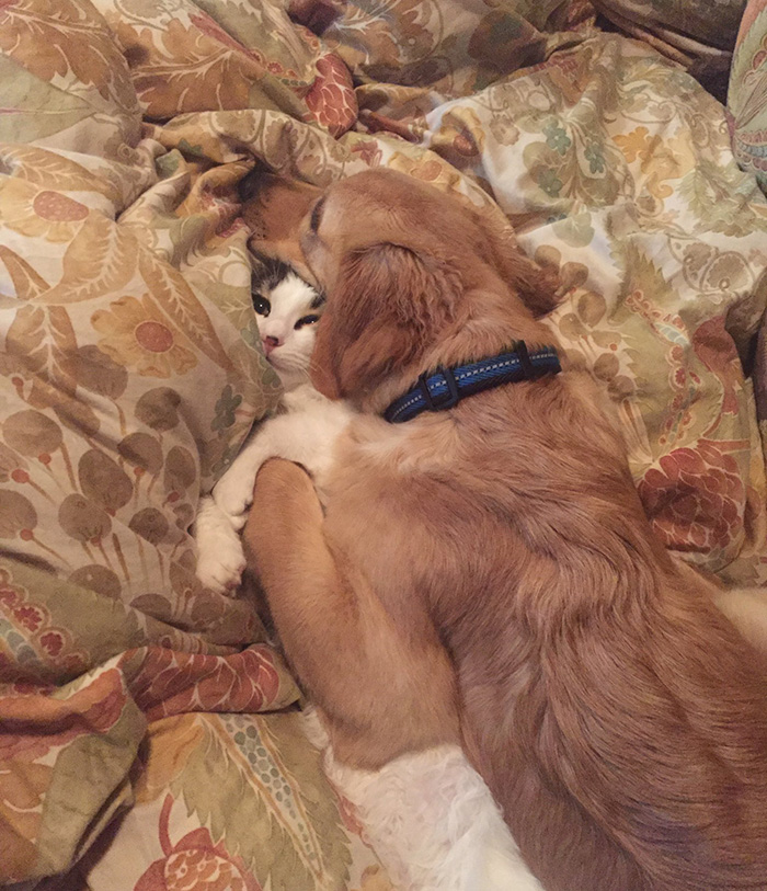 this is my life now cat and dog funny