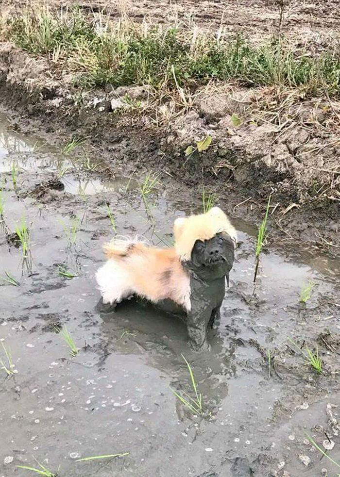 dog covered in mud just face funny