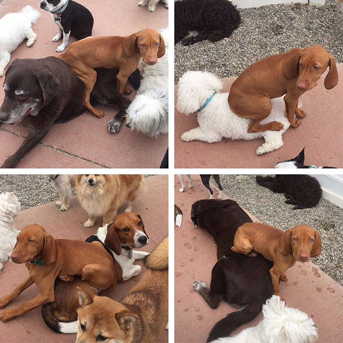 dog at doggie day care sits on all the other dogs