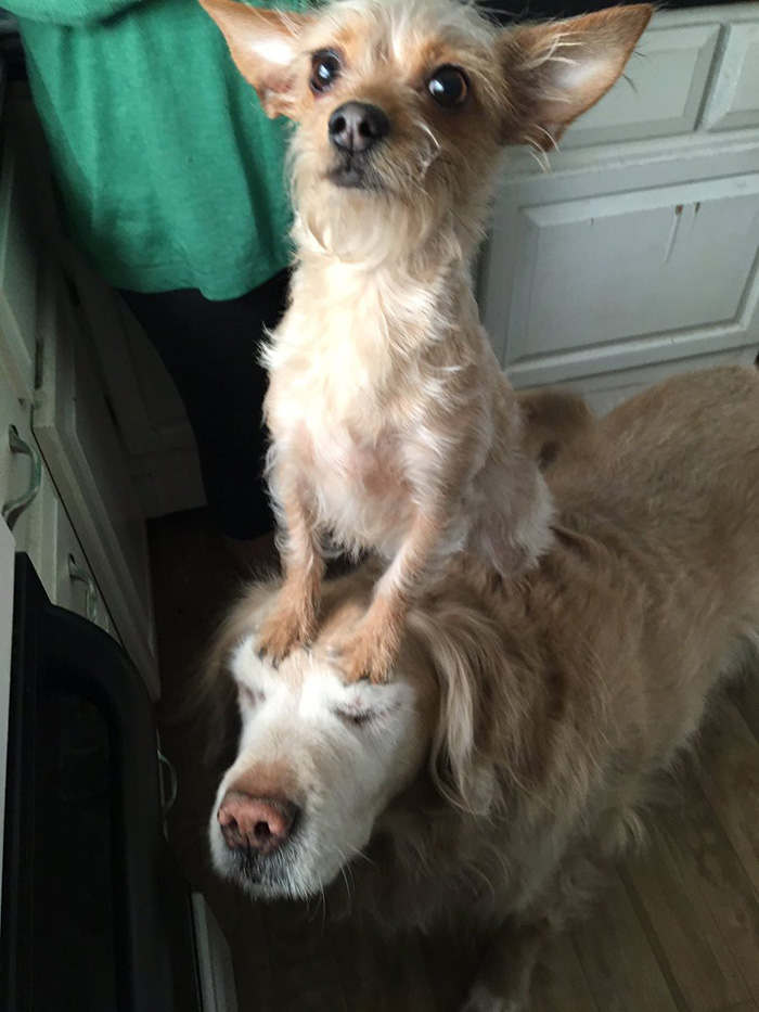 dog carries small dog on back all day