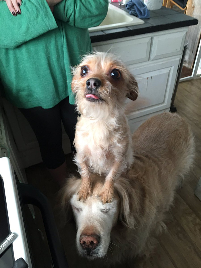 dog carries small dog on back all day