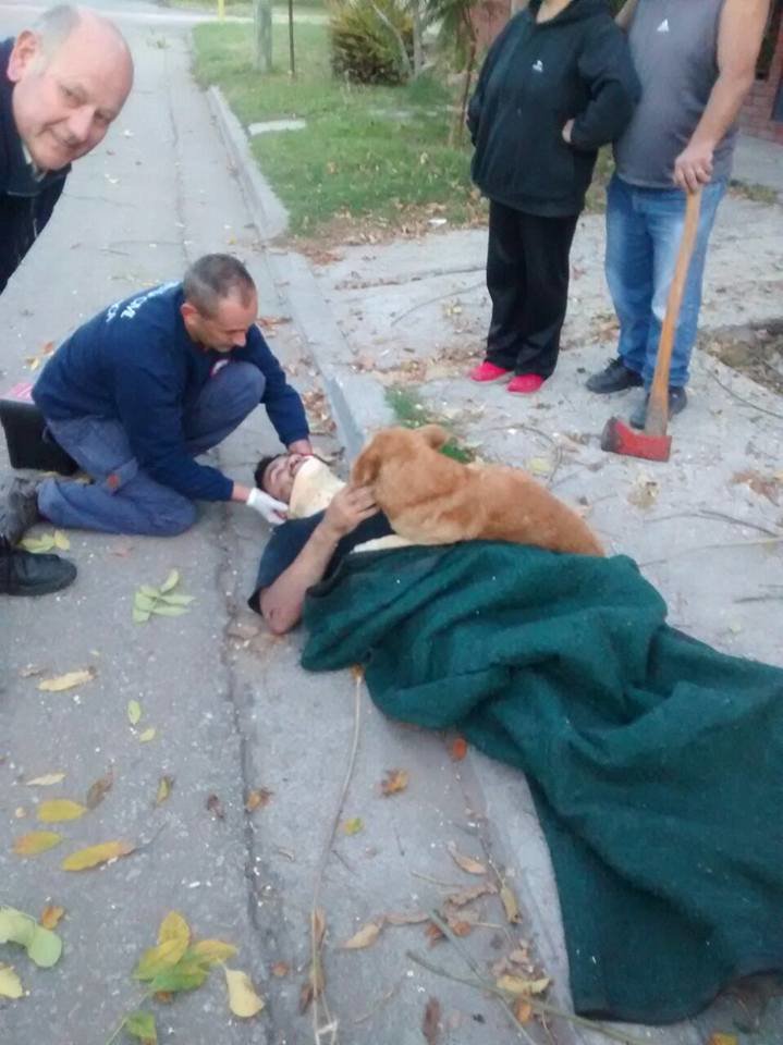 dog refuses to leave injured owner hug